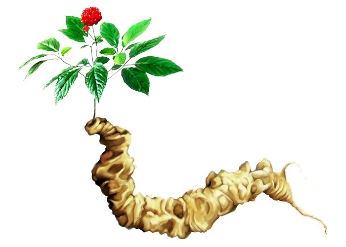S&acirc;m Ngọc Linh - Đ&ocirc;ng tr&ugrave;ng hạ thảo - Học Viện Qu&acirc;n Y