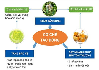 Tác Động Hiệp Đồng Giữa Các Dược Liệu Trong Viên Dạ Dày Plus: Góc Nhìn Đông Y và Khoa Học Hiện Đại